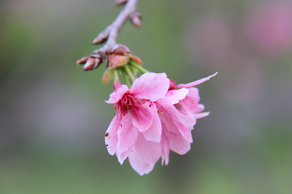 新社月湖莊園｜地主免費開放賞櫻，整片粉紅富士櫻即將盛開！ @飛天璇的口袋