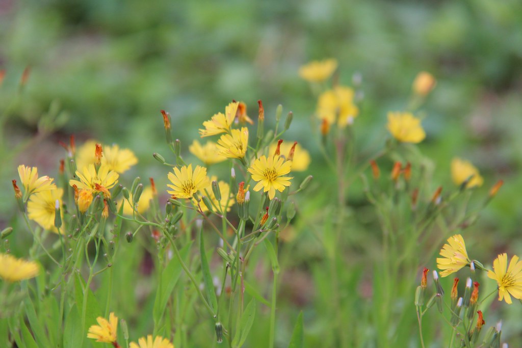 新社月湖莊園｜地主免費開放賞櫻，整片粉紅富士櫻即將盛開！ @飛天璇的口袋