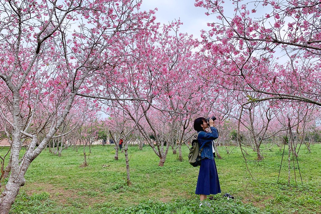新社月湖莊園｜地主免費開放賞櫻，整片粉紅富士櫻即將盛開！ @飛天璇的口袋