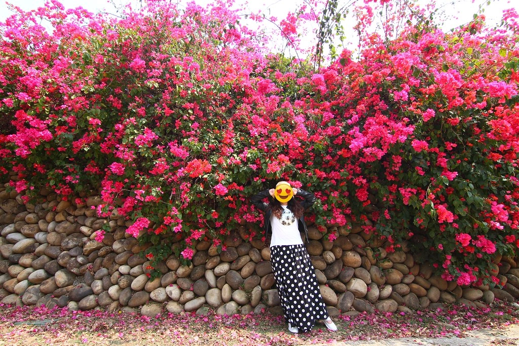 台中西屯｜中科東大路九重葛，中科東大公園外牆，綿延400公尺的九重葛，台中IG打卡熱門景點 @飛天璇的口袋