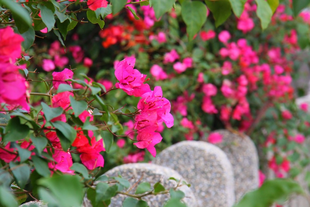 台中西屯｜中科東大路九重葛，中科東大公園外牆，綿延400公尺的九重葛，台中IG打卡熱門景點 @飛天璇的口袋