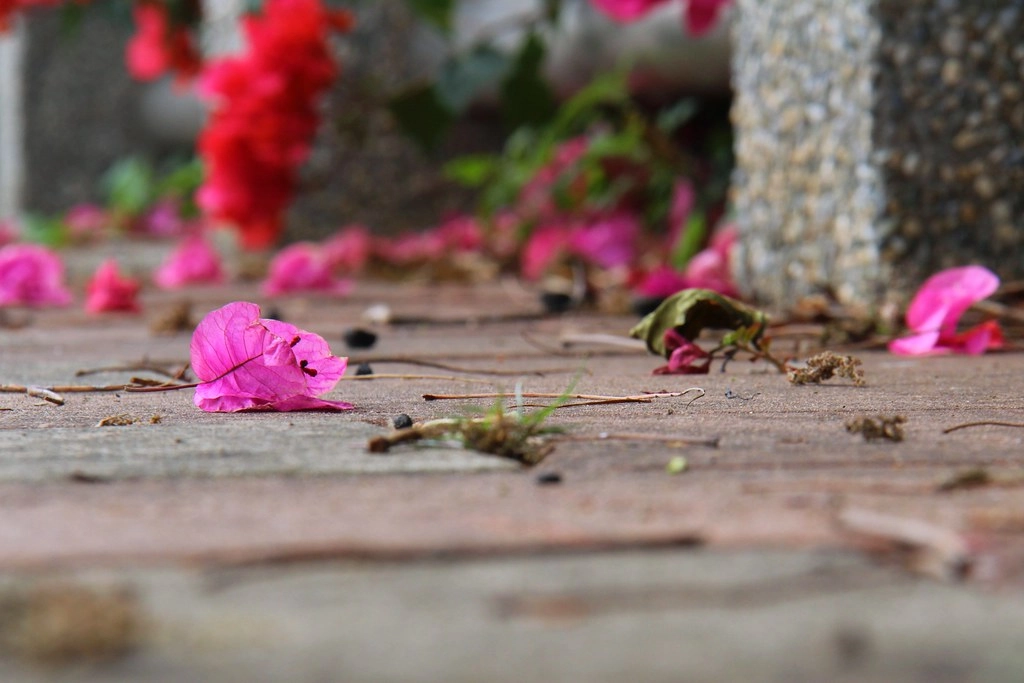 台中西屯｜中科東大路九重葛，中科東大公園外牆，綿延400公尺的九重葛，台中IG打卡熱門景點 @飛天璇的口袋