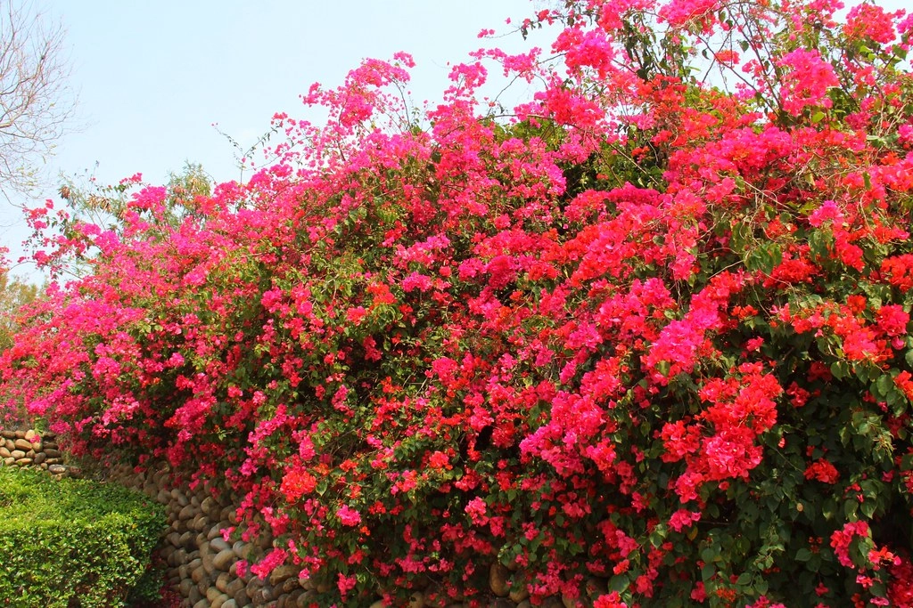 台中西屯｜中科東大路九重葛，中科東大公園外牆，綿延400公尺的九重葛，台中IG打卡熱門景點 @飛天璇的口袋