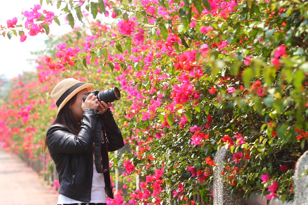 台中西屯｜中科東大路九重葛，中科東大公園外牆，綿延400公尺的九重葛，台中IG打卡熱門景點 @飛天璇的口袋