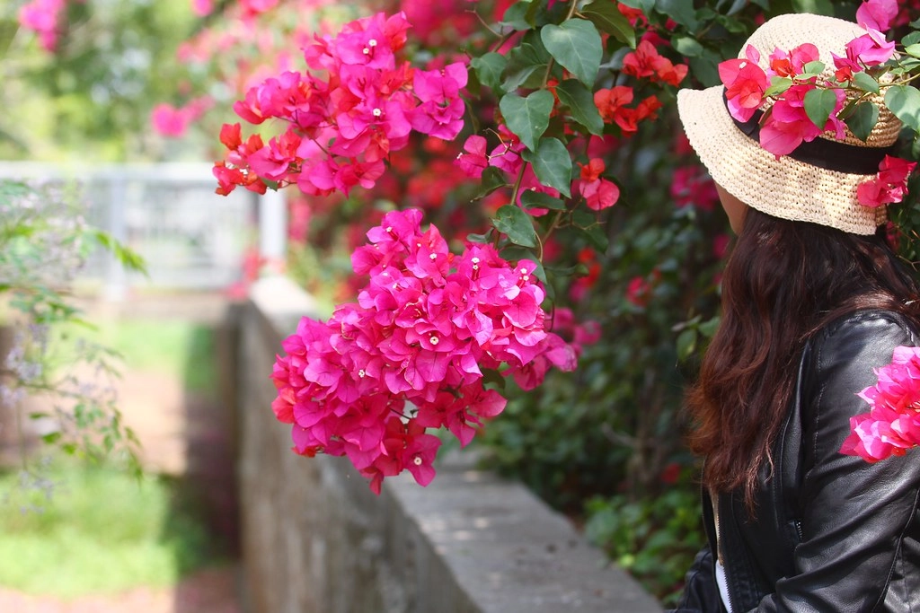 台中西屯｜中科東大路九重葛，中科東大公園外牆，綿延400公尺的九重葛，台中IG打卡熱門景點 @飛天璇的口袋