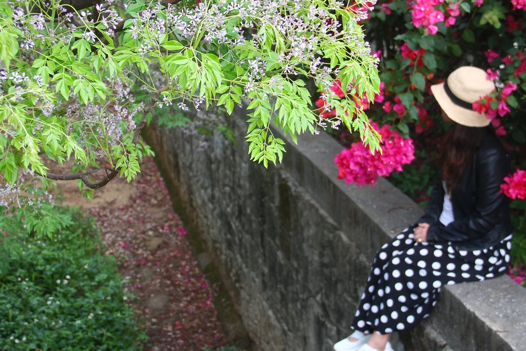 台中西屯｜中科東大路九重葛，中科東大公園外牆，綿延400公尺的九重葛，台中IG打卡熱門景點 @飛天璇的口袋