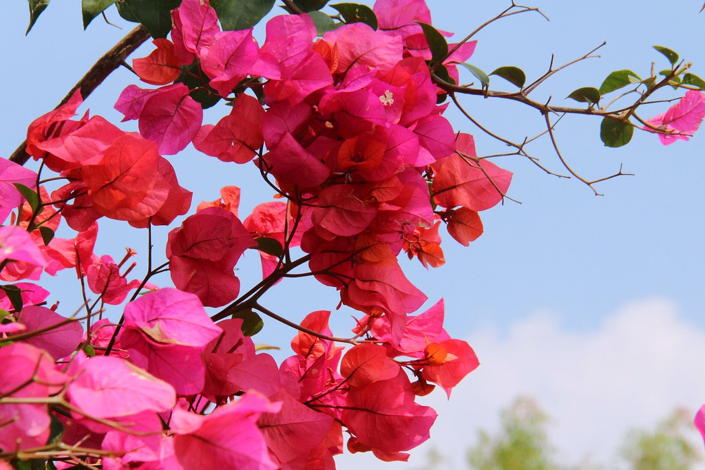 台中西屯｜中科東大路九重葛，中科東大公園外牆，綿延400公尺的九重葛，台中IG打卡熱門景點 @飛天璇的口袋