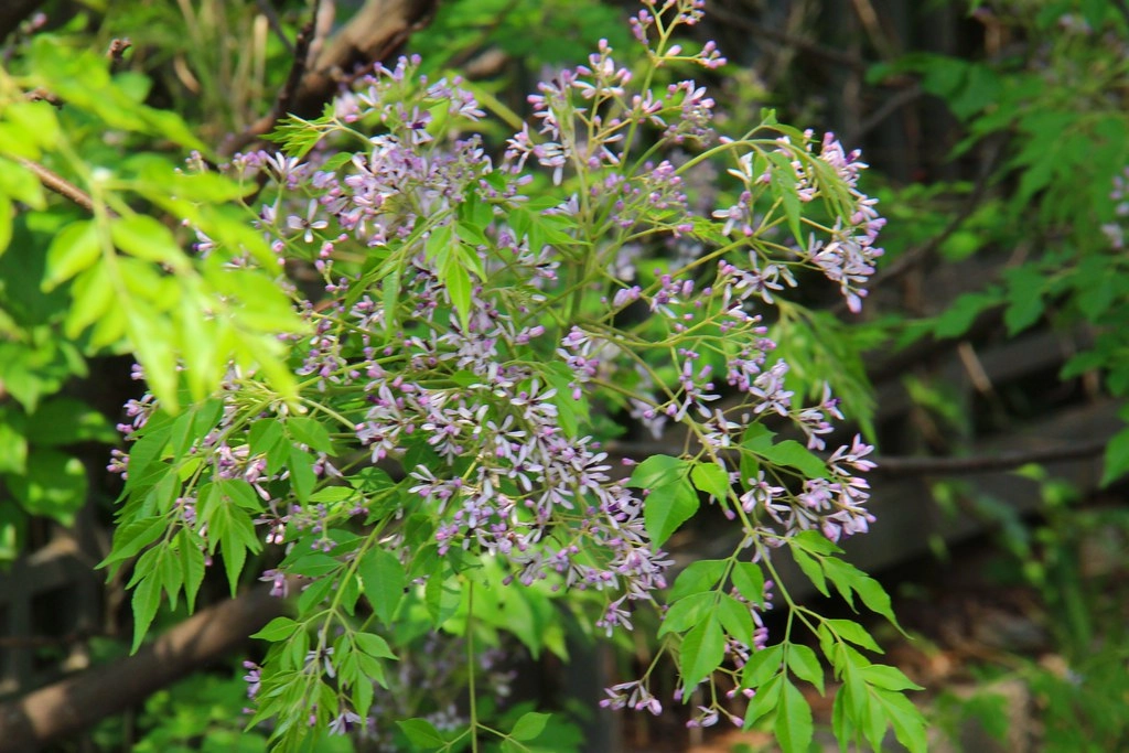 台中西屯｜中科東大路九重葛，中科東大公園外牆，綿延400公尺的九重葛，台中IG打卡熱門景點 @飛天璇的口袋