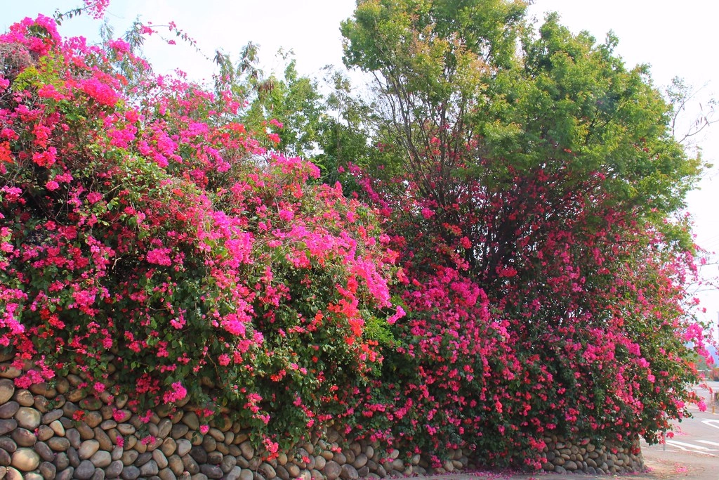 台中西屯｜中科東大路九重葛，中科東大公園外牆，綿延400公尺的九重葛，台中IG打卡熱門景點 @飛天璇的口袋