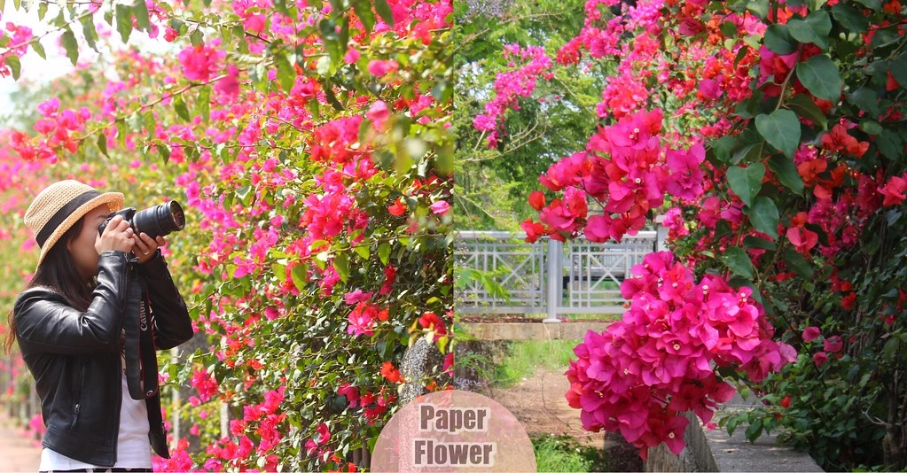 台中西屯｜中科東大路九重葛，中科東大公園外牆，綿延400公尺的九重葛，台中IG打卡熱門景點 @飛天璇的口袋