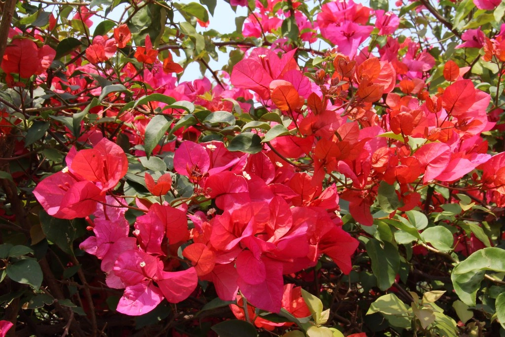 台中西屯｜中科東大路九重葛，中科東大公園外牆，綿延400公尺的九重葛，台中IG打卡熱門景點 @飛天璇的口袋