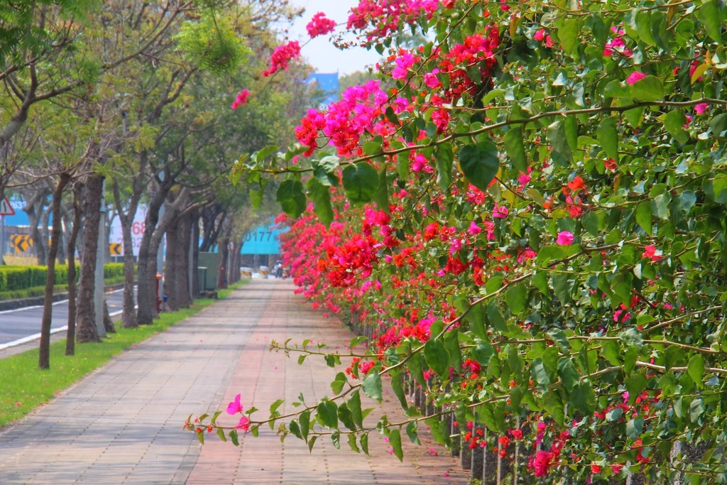 台中西屯｜中科東大路九重葛，中科東大公園外牆，綿延400公尺的九重葛，台中IG打卡熱門景點 @飛天璇的口袋