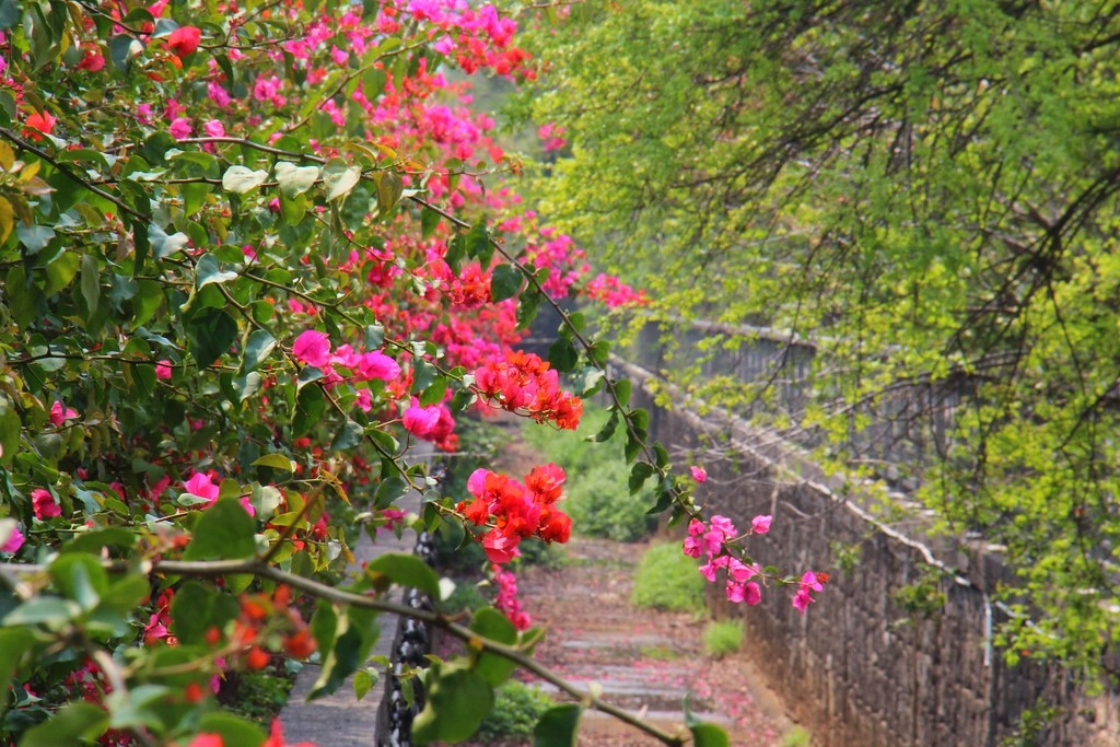 台中西屯｜中科東大路九重葛，中科東大公園外牆，綿延400公尺的九重葛，台中IG打卡熱門景點 @飛天璇的口袋