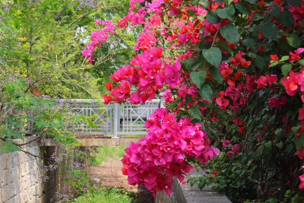 台中西屯｜中科東大路九重葛，中科東大公園外牆，綿延400公尺的九重葛，台中IG打卡熱門景點 @飛天璇的口袋