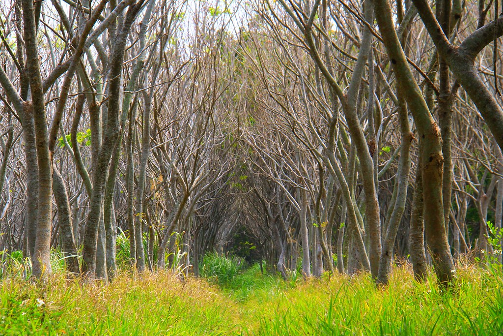 台中后里｜后里一日遊，20+后里美食景點推薦 @飛天璇的口袋