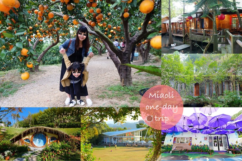 苗栗銅鑼｜銅鑼杭菊芋頭節．11/12~11/13秋美人農場登場，提供免費的芋頭米粉和芋頭粥 @飛天璇的口袋