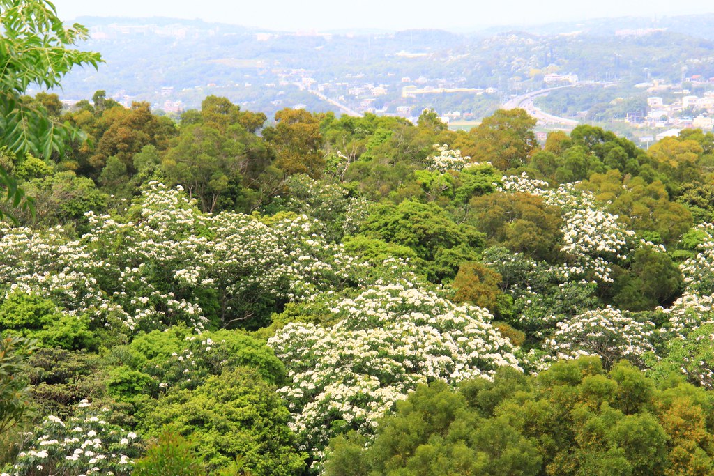苗栗銅鑼｜苗栗客家文化館．浪漫裝置藝術超好拍，苗栗親子旅遊景點 @飛天璇的口袋