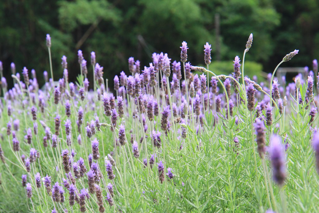 苗栗頭屋｜葛瑞絲香草田，全台最大的薰衣草園，浪漫的紫色花海綻放中 @飛天璇的口袋