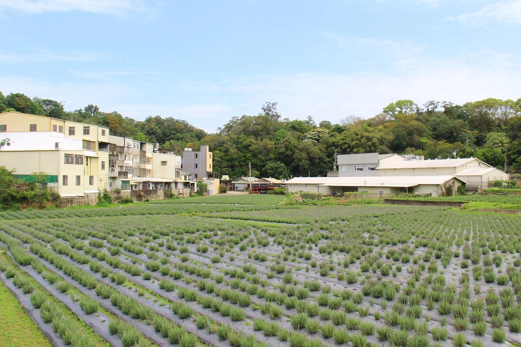 苗栗頭屋｜葛瑞絲香草田，全台最大的薰衣草園，浪漫的紫色花海綻放中 @飛天璇的口袋