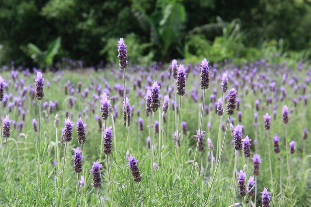 苗栗頭屋｜葛瑞絲香草田，全台最大的薰衣草園，浪漫的紫色花海綻放中 @飛天璇的口袋