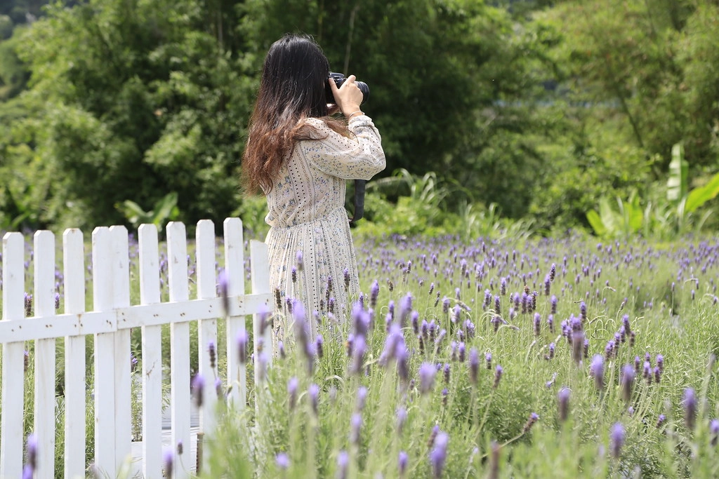 苗栗頭屋｜葛瑞絲香草田，全台最大的薰衣草園，浪漫的紫色花海綻放中 @飛天璇的口袋