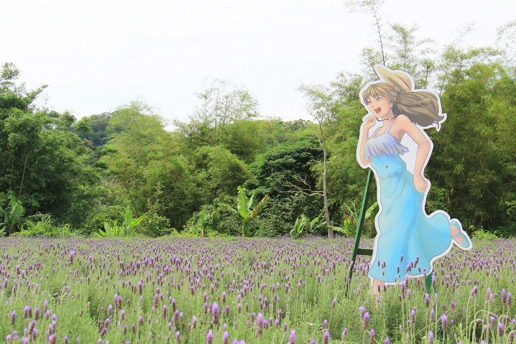 苗栗頭屋｜葛瑞絲香草田，全台最大的薰衣草園，浪漫的紫色花海綻放中 @飛天璇的口袋