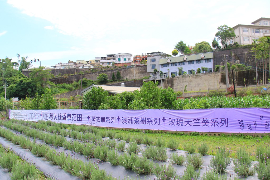 苗栗頭屋｜葛瑞絲香草田，全台最大的薰衣草園，浪漫的紫色花海綻放中 @飛天璇的口袋