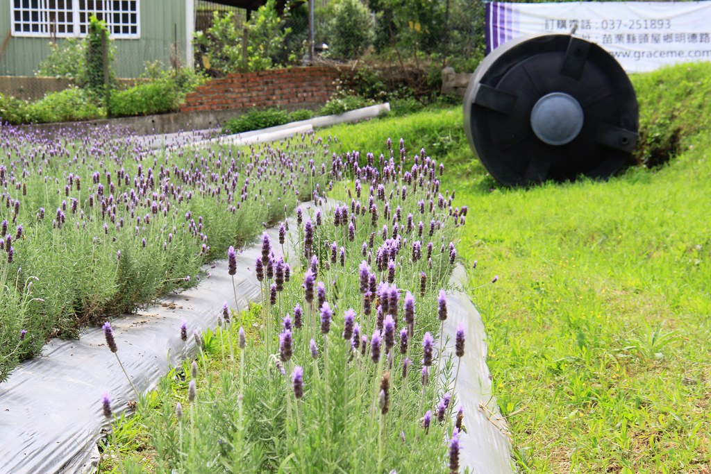 苗栗頭屋｜葛瑞絲香草田，全台最大的薰衣草園，浪漫的紫色花海綻放中 @飛天璇的口袋