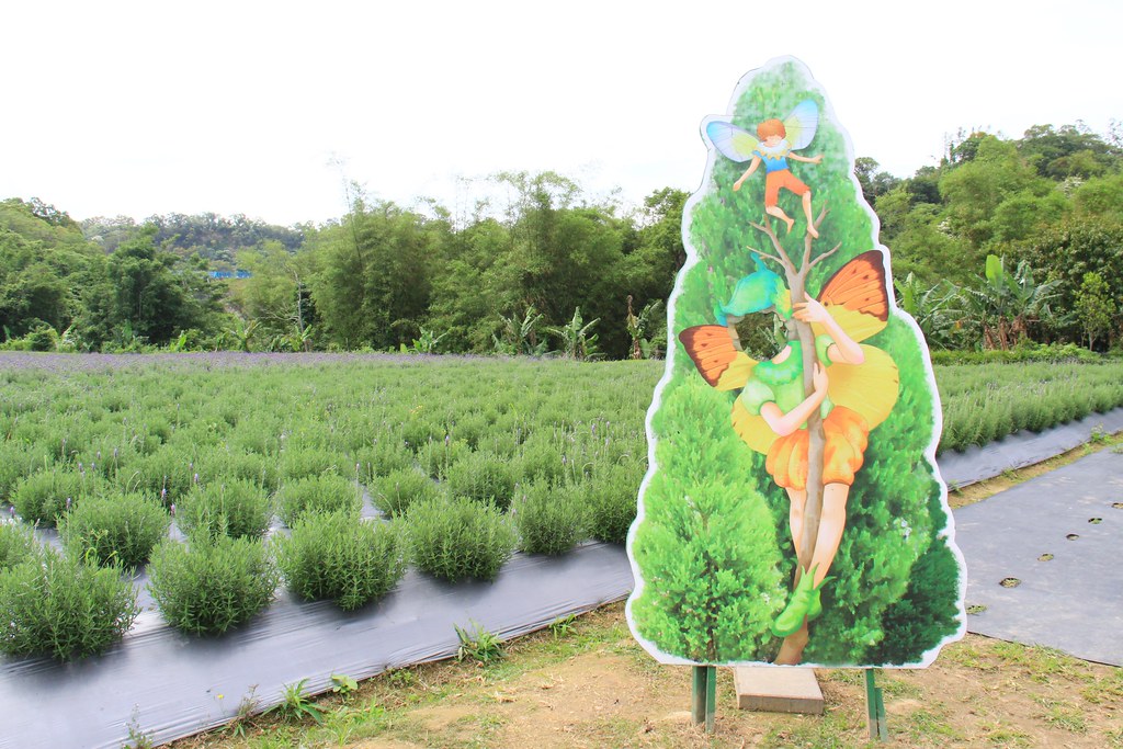 苗栗頭屋｜葛瑞絲香草田，全台最大的薰衣草園，浪漫的紫色花海綻放中 @飛天璇的口袋