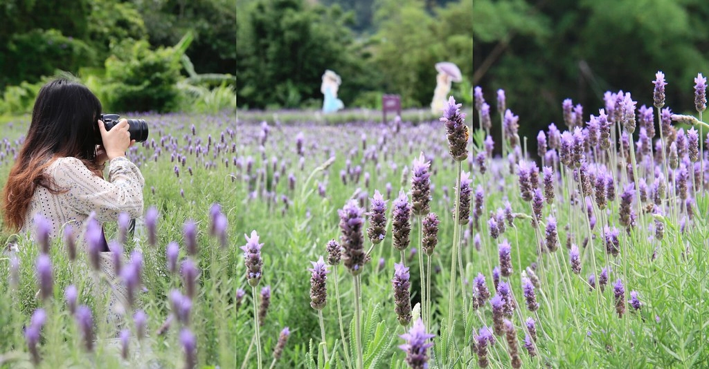 苗栗頭屋｜葛瑞絲香草田，全台最大的薰衣草園，浪漫的紫色花海綻放中 @飛天璇的口袋