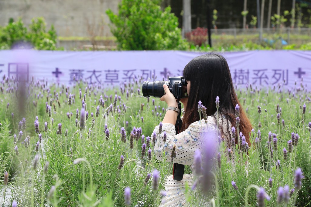 苗栗頭屋｜葛瑞絲香草田，全台最大的薰衣草園，浪漫的紫色花海綻放中 @飛天璇的口袋