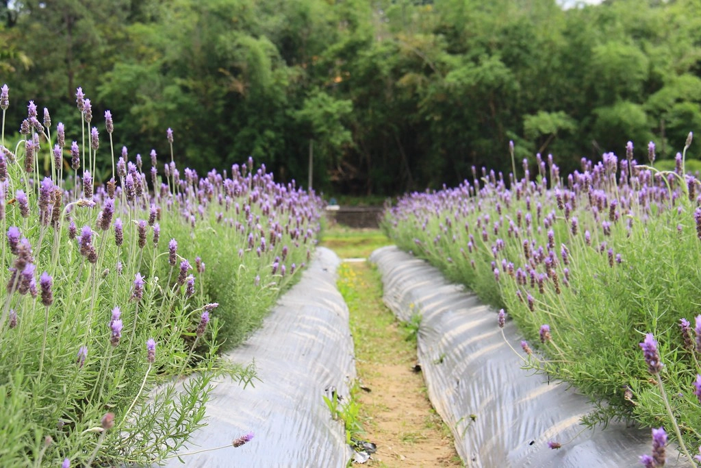 苗栗頭屋｜葛瑞絲香草田，全台最大的薰衣草園，浪漫的紫色花海綻放中 @飛天璇的口袋
