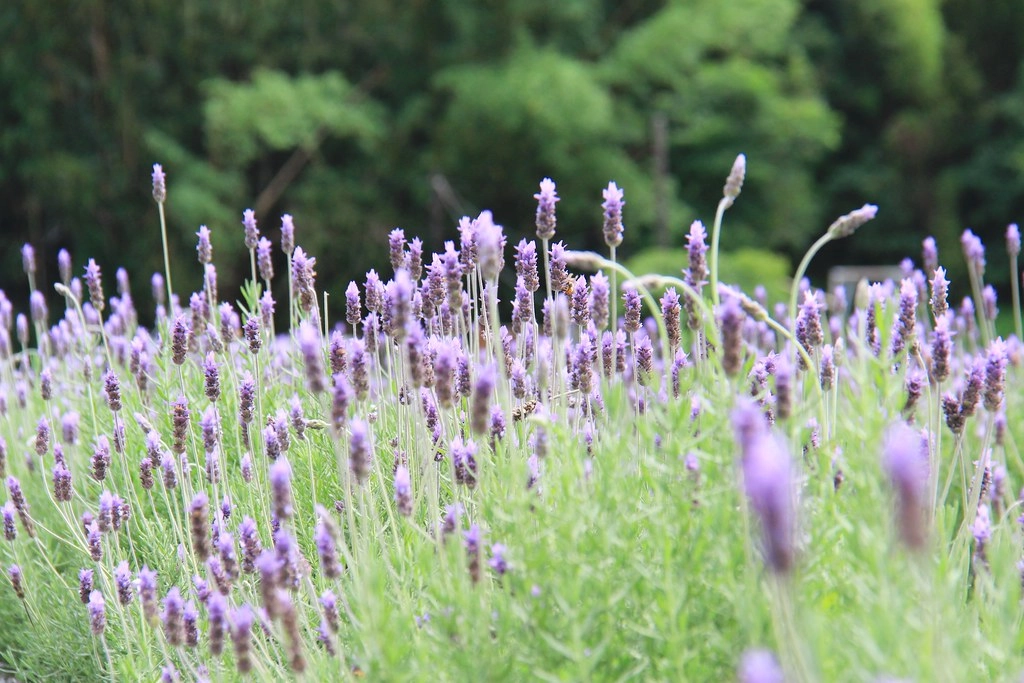 苗栗頭屋｜葛瑞絲香草田，全台最大的薰衣草園，浪漫的紫色花海綻放中 @飛天璇的口袋