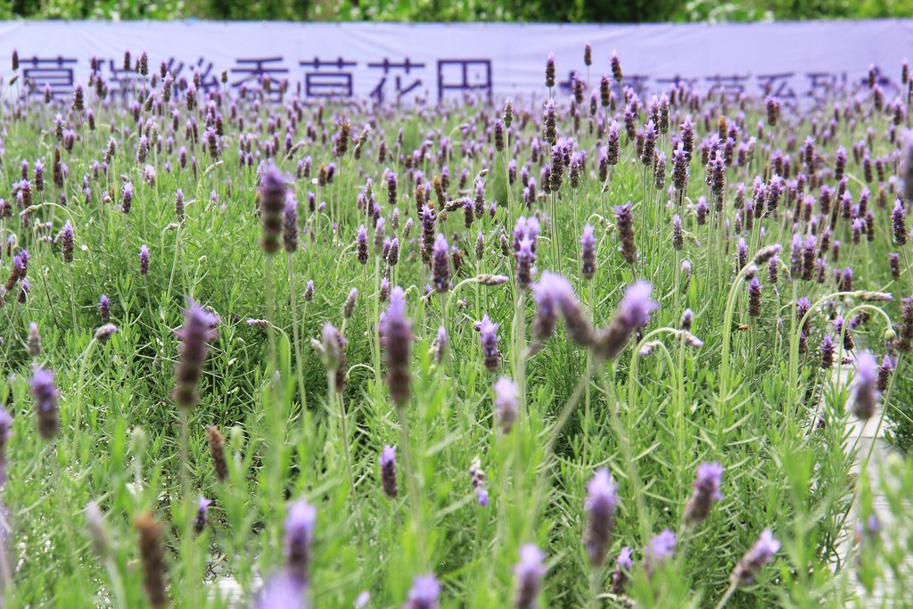 苗栗頭屋｜葛瑞絲香草田，全台最大的薰衣草園，浪漫的紫色花海綻放中 @飛天璇的口袋