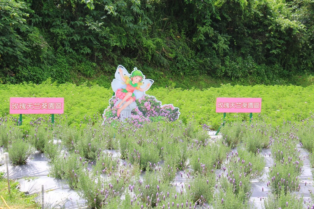 苗栗頭屋｜葛瑞絲香草田，全台最大的薰衣草園，浪漫的紫色花海綻放中 @飛天璇的口袋