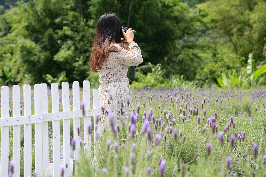 苗栗頭屋｜葛瑞絲香草田，全台最大的薰衣草園，浪漫的紫色花海綻放中 @飛天璇的口袋
