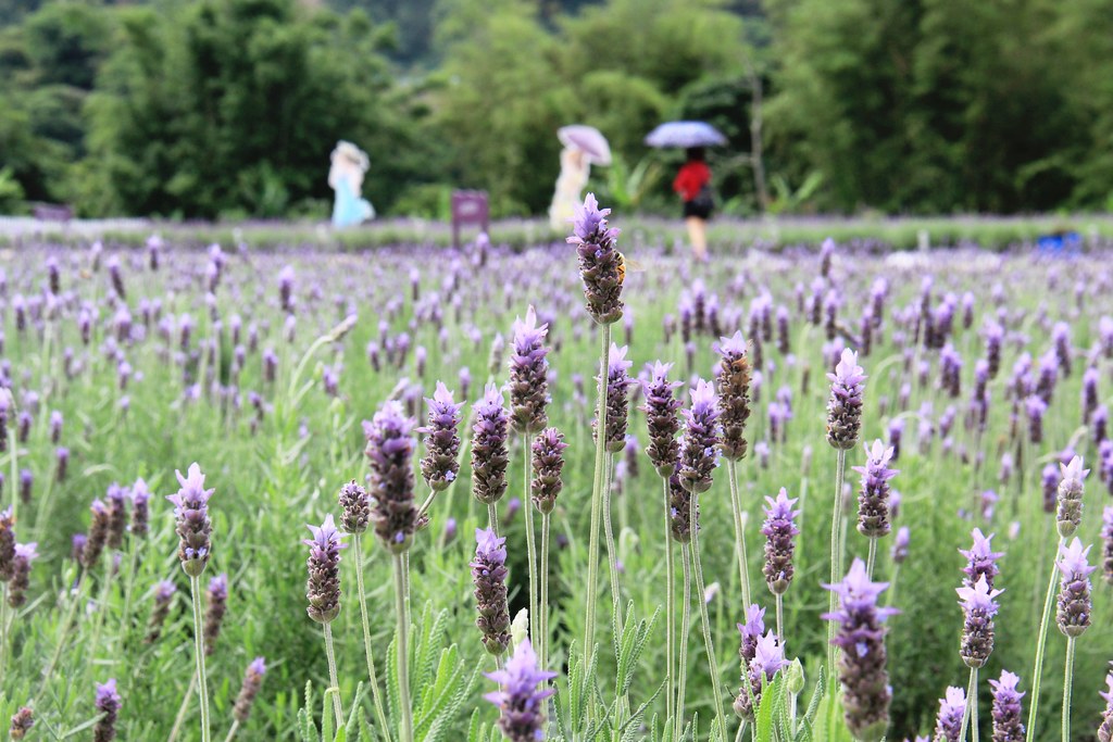 苗栗頭屋｜葛瑞絲香草田，全台最大的薰衣草園，浪漫的紫色花海綻放中 @飛天璇的口袋