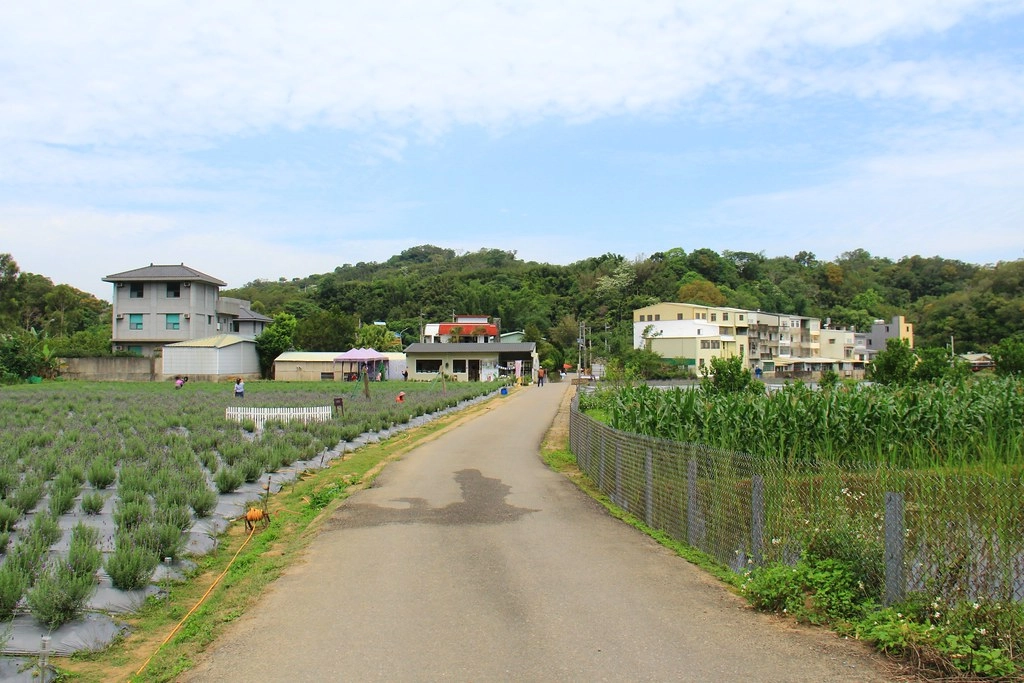 苗栗頭屋｜葛瑞絲香草田，全台最大的薰衣草園，浪漫的紫色花海綻放中 @飛天璇的口袋