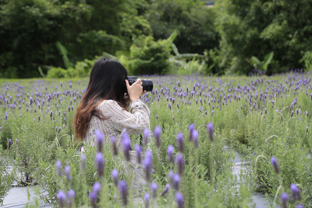 苗栗頭屋｜葛瑞絲香草田，全台最大的薰衣草園，浪漫的紫色花海綻放中 @飛天璇的口袋