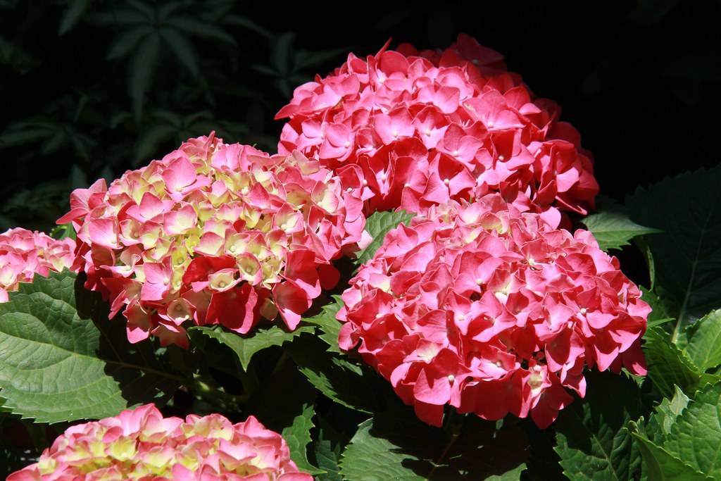 苗栗卓蘭｜花露農場，浪漫繡球花盛開，卓蘭景觀下午茶餐廳，苗栗一日遊景點推薦 @飛天璇的口袋