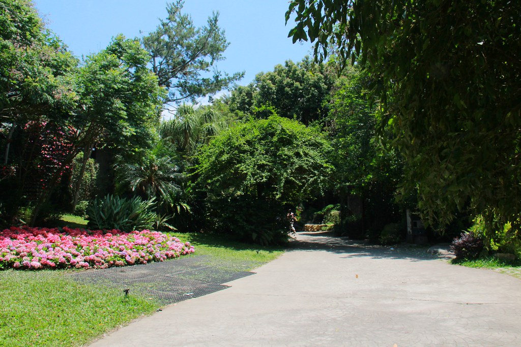 苗栗卓蘭｜花露農場，浪漫繡球花盛開，卓蘭景觀下午茶餐廳，苗栗一日遊景點推薦 @飛天璇的口袋