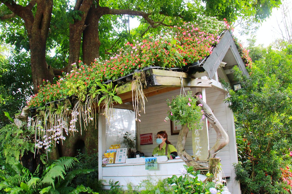苗栗卓蘭｜花露農場，浪漫繡球花盛開，卓蘭景觀下午茶餐廳，苗栗一日遊景點推薦 @飛天璇的口袋