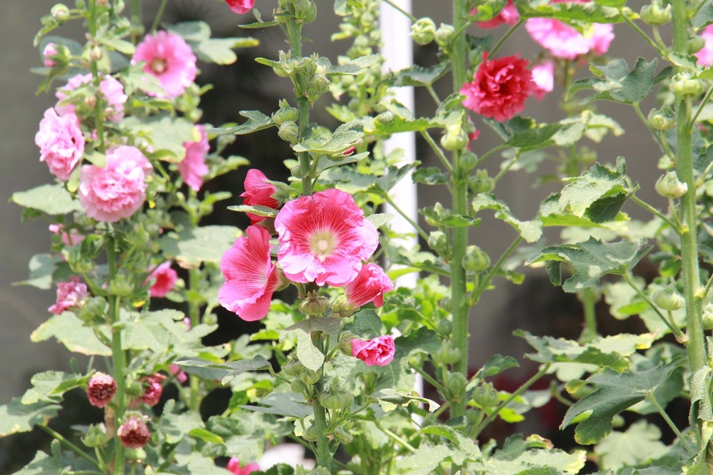 苗栗卓蘭｜花露農場，浪漫繡球花盛開，卓蘭景觀下午茶餐廳，苗栗一日遊景點推薦 @飛天璇的口袋