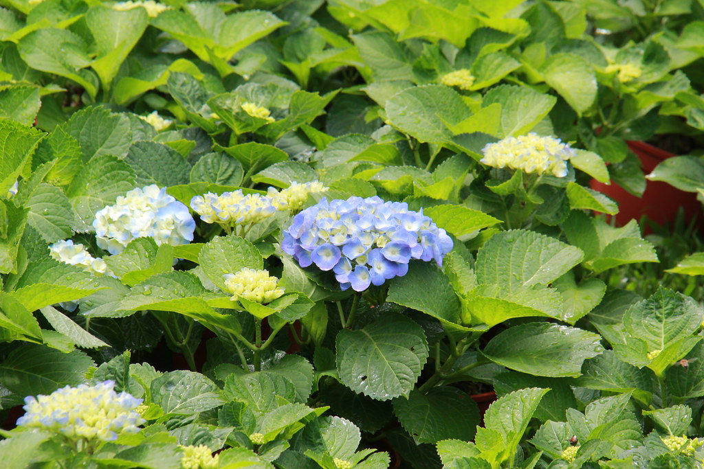 苗栗卓蘭｜花露農場，浪漫繡球花盛開，卓蘭景觀下午茶餐廳，苗栗一日遊景點推薦 @飛天璇的口袋