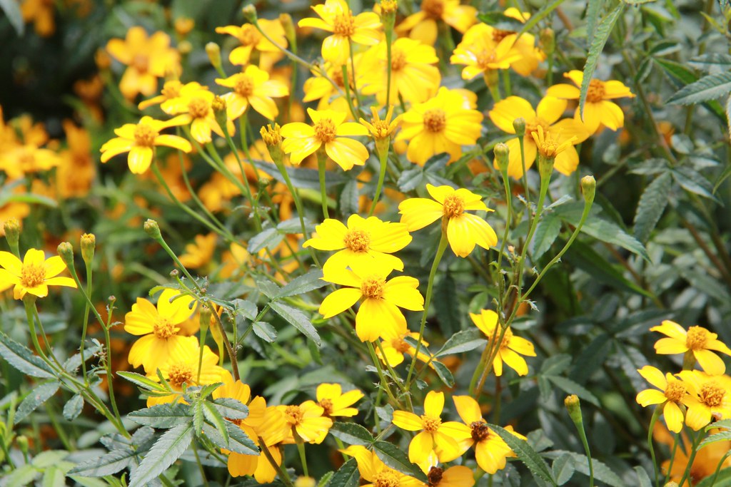 苗栗卓蘭｜花露農場，浪漫繡球花盛開，卓蘭景觀下午茶餐廳，苗栗一日遊景點推薦 @飛天璇的口袋
