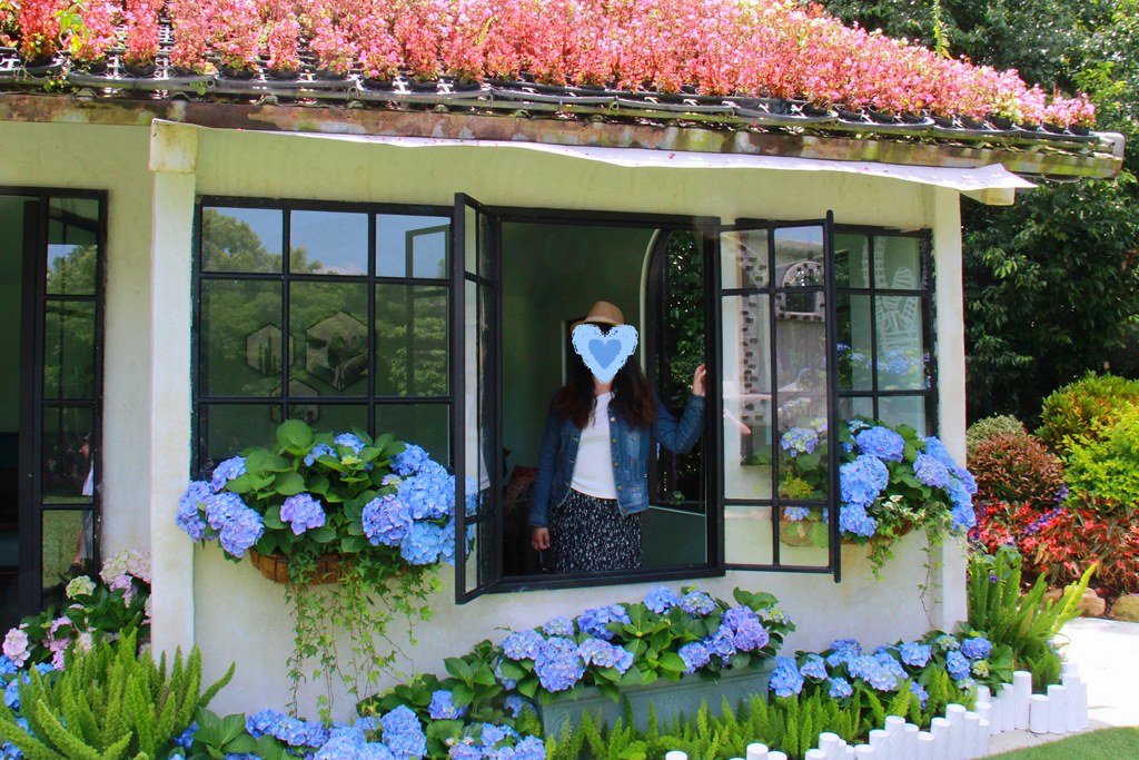 苗栗卓蘭｜花露農場，浪漫繡球花盛開，卓蘭景觀下午茶餐廳，苗栗一日遊景點推薦 @飛天璇的口袋