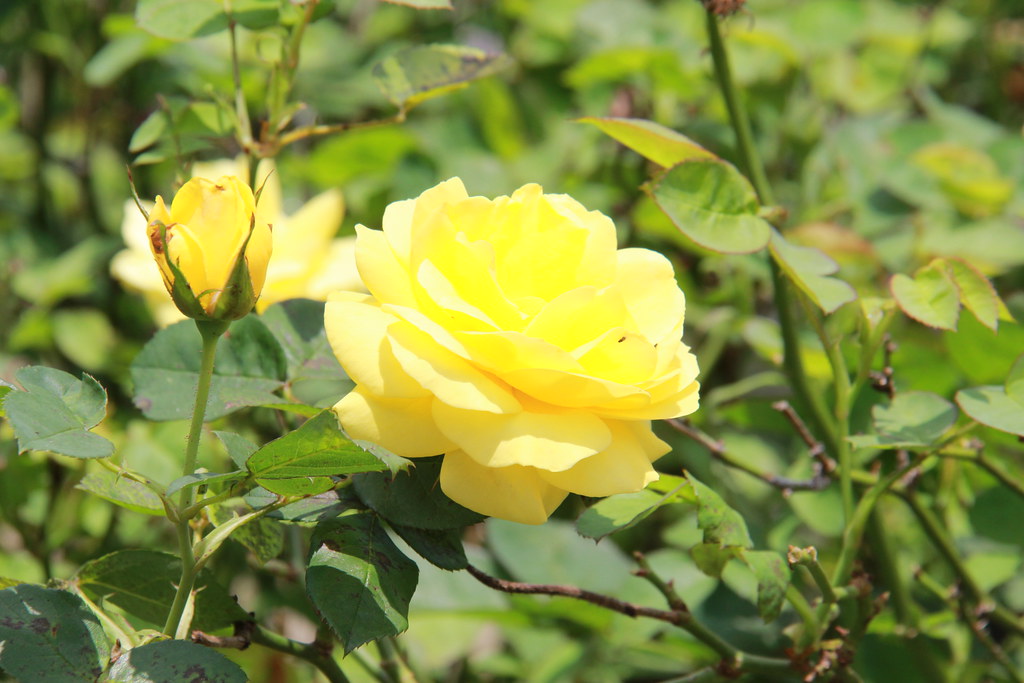 苗栗卓蘭｜花露農場，浪漫繡球花盛開，卓蘭景觀下午茶餐廳，苗栗一日遊景點推薦 @飛天璇的口袋