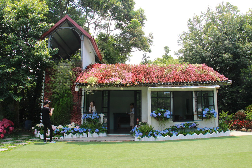 苗栗卓蘭｜花露農場，浪漫繡球花盛開，卓蘭景觀下午茶餐廳，苗栗一日遊景點推薦 @飛天璇的口袋