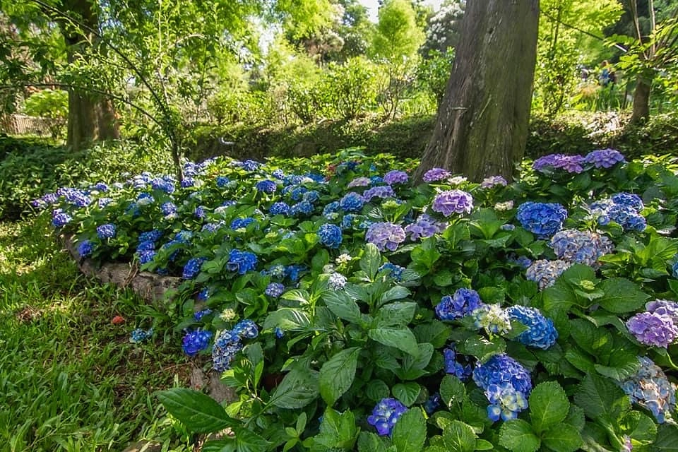 卓也小屋藏山館｜在園區賞桐花和螢火蟲，再體驗客家辦桌料理 @飛天璇的口袋