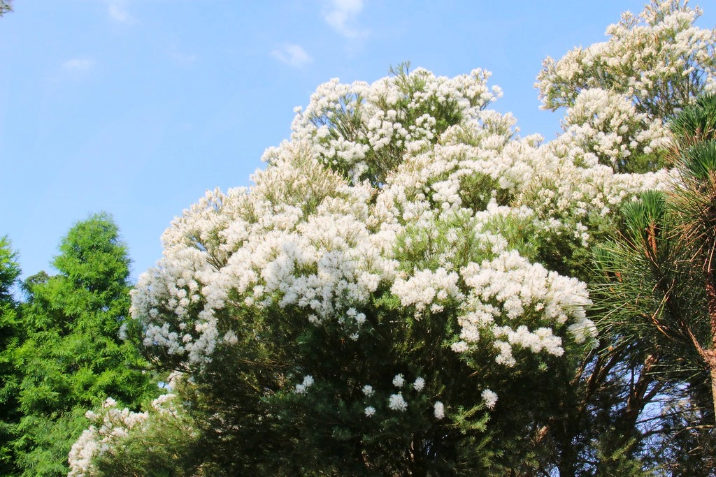 卓也小屋藏山館｜在園區賞桐花和螢火蟲，再體驗客家辦桌料理 @飛天璇的口袋
